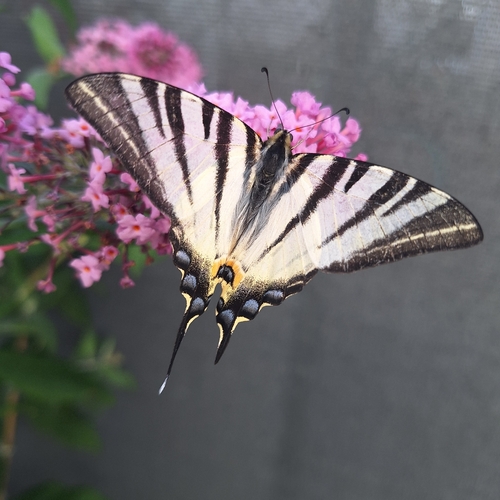 Scarce Swallowtail