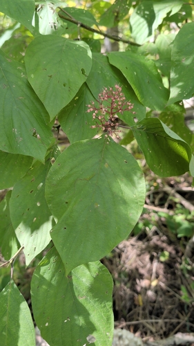 Cornus rugosa