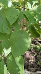 Cornus rugosa, photograph (c) Dave Bishop, some rights reserved (CC BY)