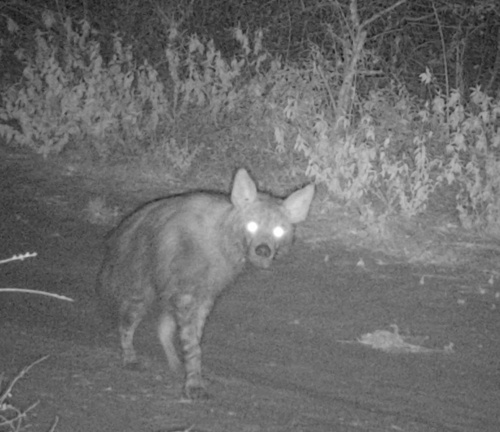 Brown Hyaena