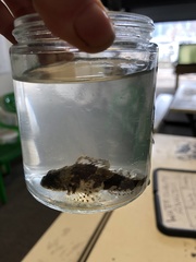 Myoxocephalus aenaeus