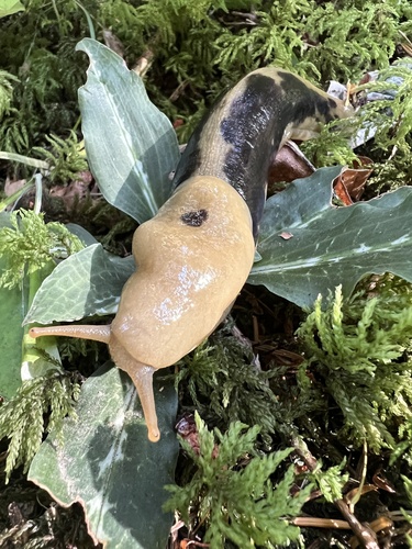 Pacific Banana Slug