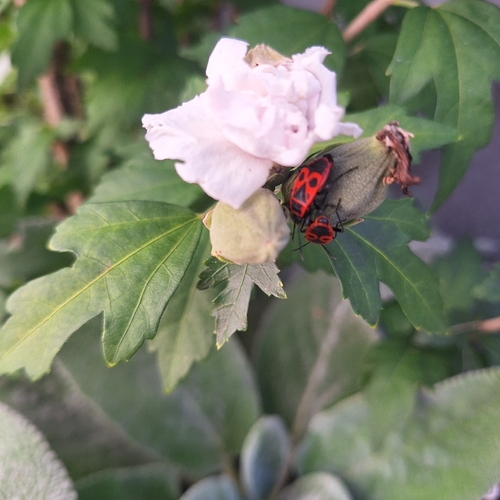 European Firebug