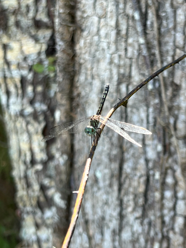 Blue Dasher