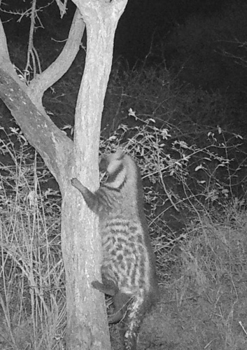 Southern African Civet
