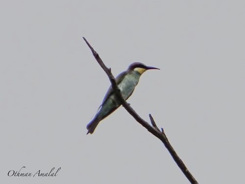 European Bee-eater