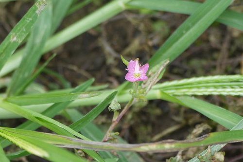 Oenothera rosea, photograph 5