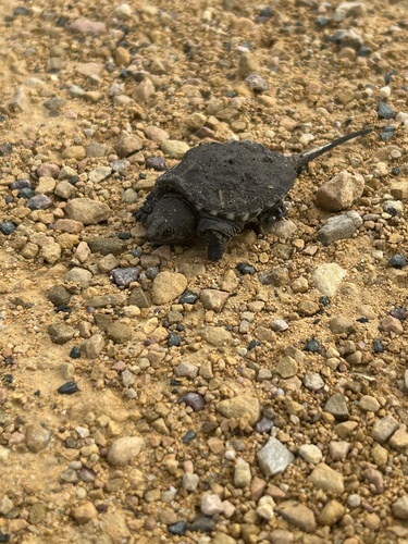 Common Snapping Turtle