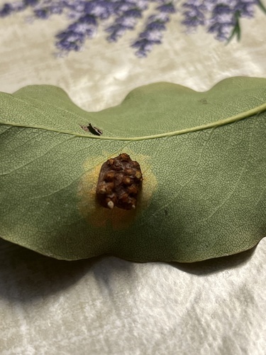 Pear Rust
