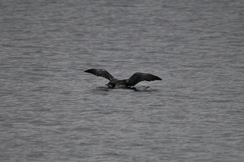 Common Loon