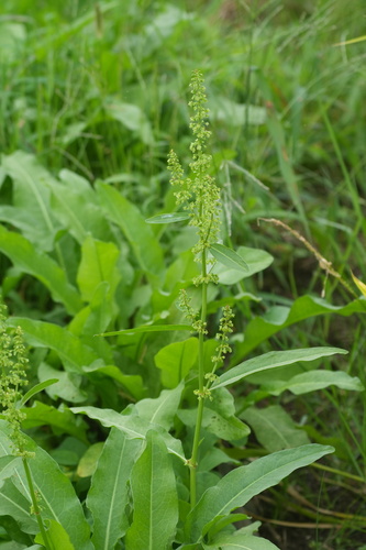 Rumex japonicus, photograph 2