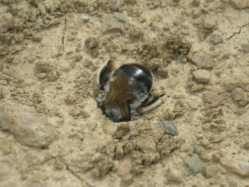 Anthophora edwardsii photo 4