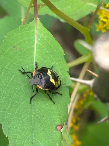 Green Stink Bug