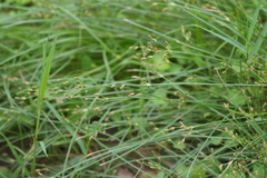 Fimbristylis littoralis
