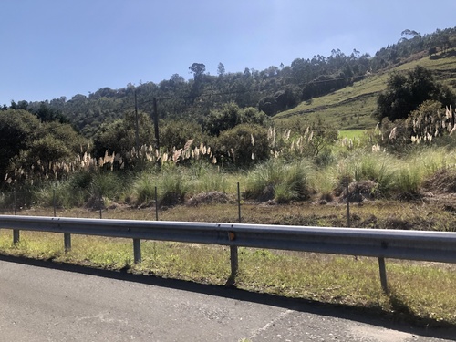 Pampas Grass