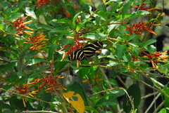 Heliconius charithonia