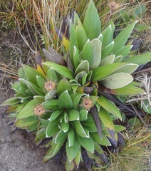 Celmisia rutlandii