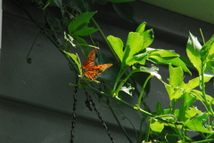 Heliconius charithonia