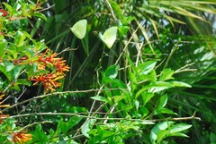 Heliconius charithonia