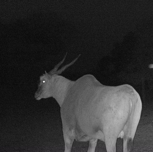 Common Eland