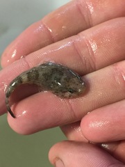 Gobiesox strumosus