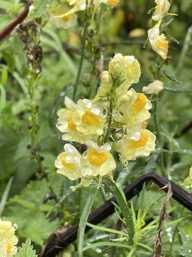 common toadflax