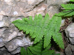 Dryopteris pallida