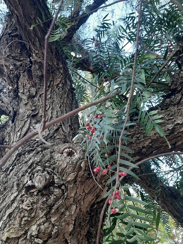 Peruvian Pepper Tree