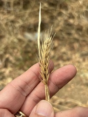 Elymus virginicus, photograph (c) Sam Kieschnick, some rights reserved (CC BY)