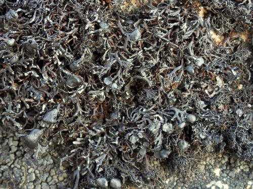 Mountain Bootstrap Lichen