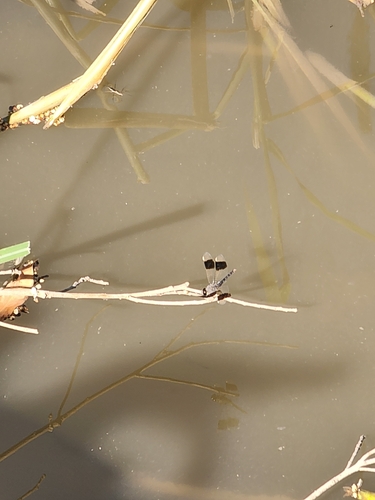 Northern Banded Groundling
