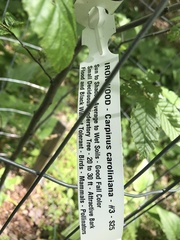 Carpinus caroliniana caroliniana