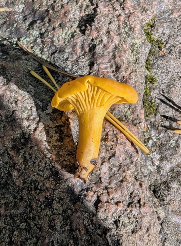 Golden Chanterelle