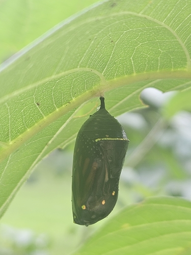 Monarch