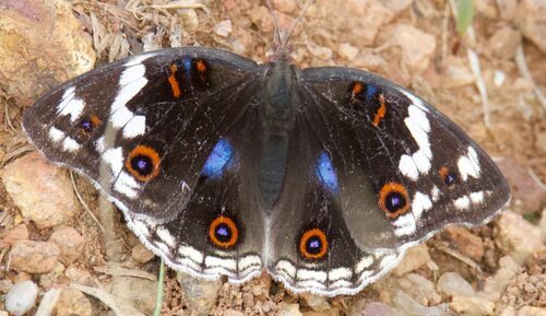 Blue-spot Pansy