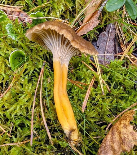 Yellowfoot