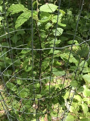 Carpinus caroliniana caroliniana