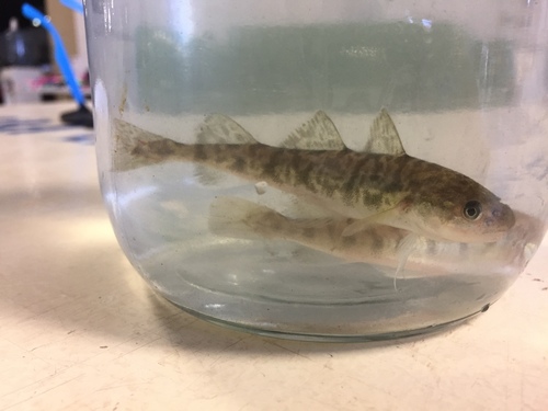 Atlantic tomcod (Microgadus tomcod) — Gadidae — 3