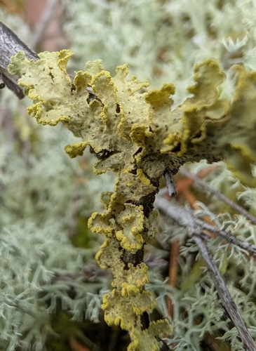 Powdered Sunshine Lichen