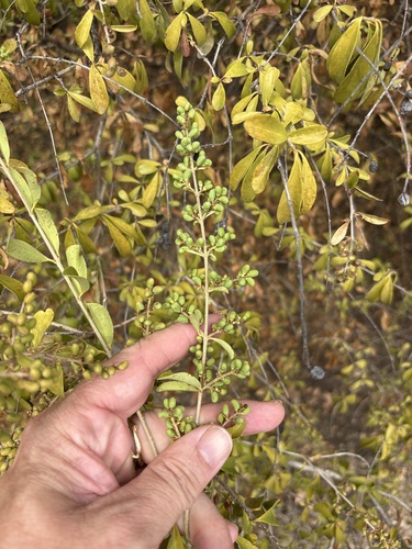 Ligustrum quihoui, photograph 5