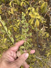 Ligustrum quihoui, photograph (c) Sam Kieschnick, some rights reserved (CC BY)