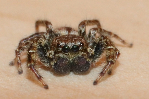 Fencepost jumping spider