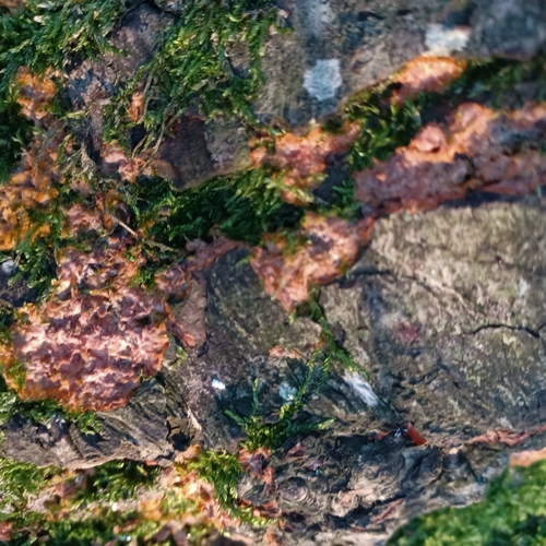 Wrinkled Crust