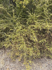 Ligustrum quihoui, photograph (c) Sam Kieschnick, some rights reserved (CC BY)