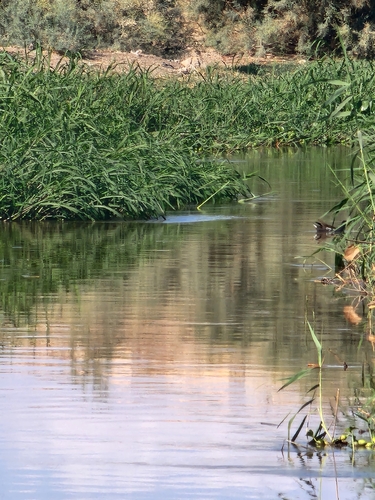 Eurasian Moorhen
