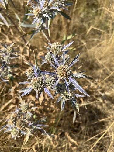 Italian Eryngo
