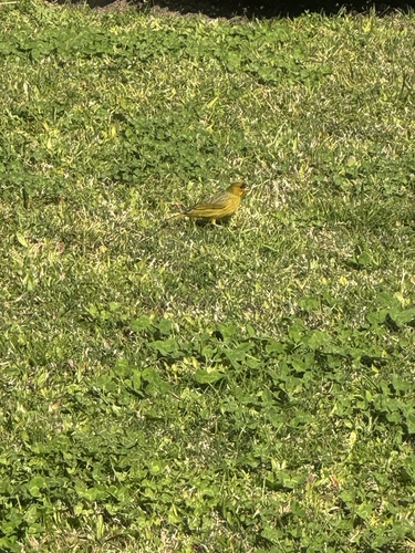 Saffron Finch