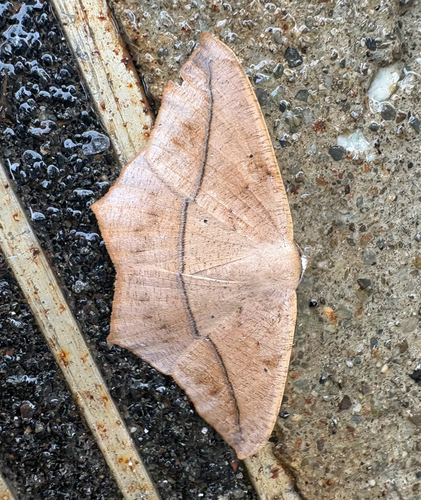 Large Maple Spanworm Moth