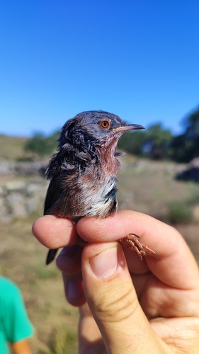 Dartford Warbler