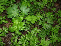 Heracleum sosnowskyi, photograph (c) snaily_naily, some rights reserved (CC BY)